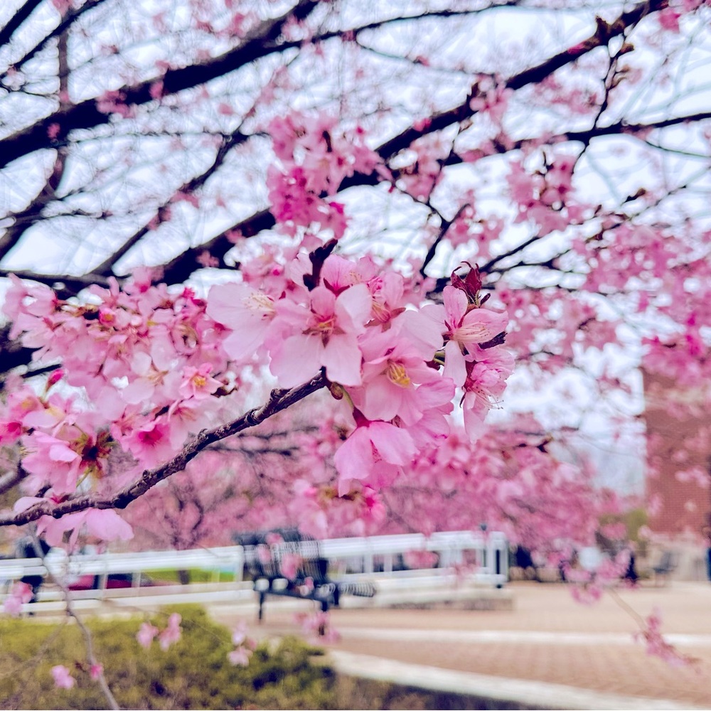 Meet your Posher, Star